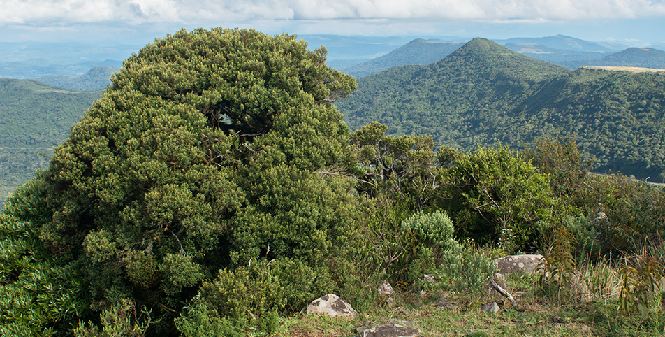 A RPPN Complexo Serra da Farofa tem quase 5 mil hectares e abriga a nascente do rio Canoas, que forma a maior bacia hidrográfica da região e abastece vários municípios da região de Lages (SC). O trabalho de proteção e preservação realizado pela Companhia permitiu a identificação de 570 espécies de flora e cerca de 360 espécies de animais, incluindo alguns ameaçados de extinção, como o papagaio-charão, tamanduá-mirim, jaguatirica e o leão-baio. 